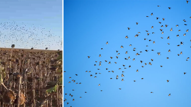 Una nube de palomas torcaces devora un sembrado de girasol