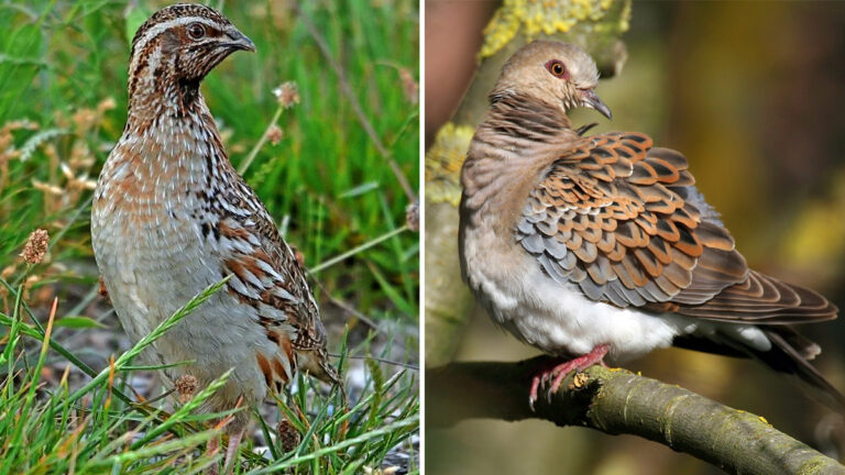 La campaña de monitorización de aves migratorias estivales supera los 1.000 censos