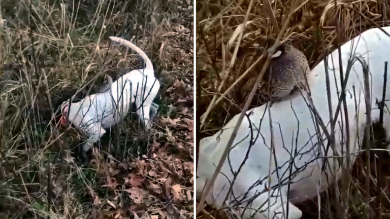 Una codorniz sube a la chepa de un perdiguero