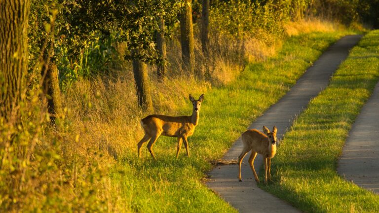 ¿Cuánto cuestan los accidentes ocasionados por la fauna?