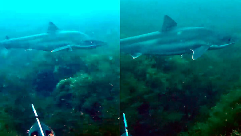 Un pescador submarino vive un tenso encuentro con un tiburón en la costa de Asturias